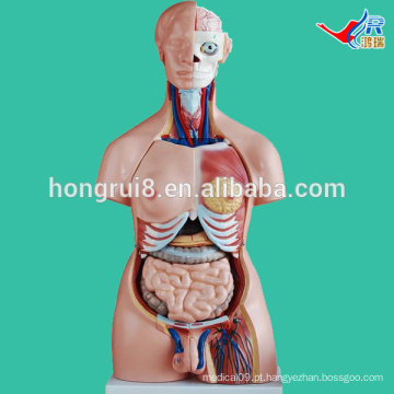 ISO 85CM Dual Torso de Sexo, Anatomia do Torso Model